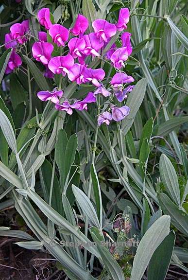 lathyrus latifolius 1 graphic